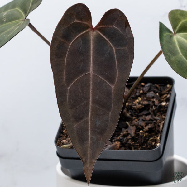 Anthurium DocBlock Lynette '18' x Dark & Handsome '9' by DocBlock® (wk34-L) *Very Dark*