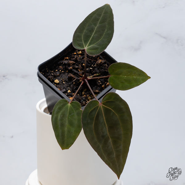 Anthurium DocBlock Lynette '18' x Dark & Handsome '9' by DocBlock® (wk35-D)