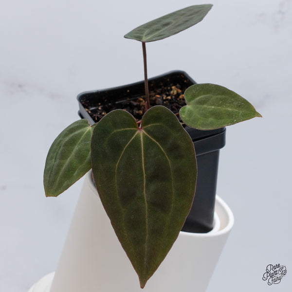 Anthurium DocBlock Lynette '18' x Dark & Handsome '9' by DocBlock® (wk35-D)