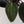 Anthurium DocBlock Lynette '18' x Dark & Handsome '9' by DocBlock® (wk35-D)