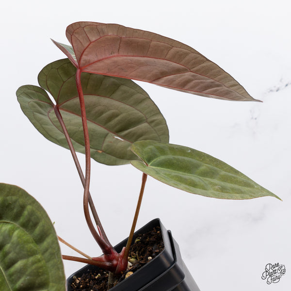 Anthurium DocBlock Lynette '18' x Dark & Handsome '9' by DocBlock® (wk35-V) *Very Dark*