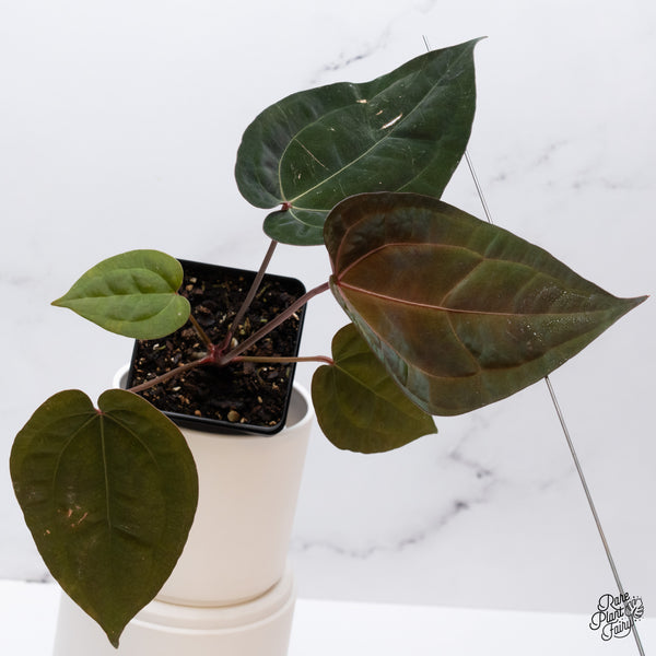 Anthurium DocBlock Lynette '18' x Dark & Handsome '9' by DocBlock® (wk35-V) *Very Dark*