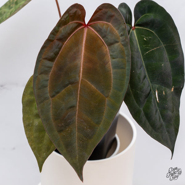 Anthurium DocBlock Lynette '18' x Dark & Handsome '9' by DocBlock® (wk35-V) *Very Dark*