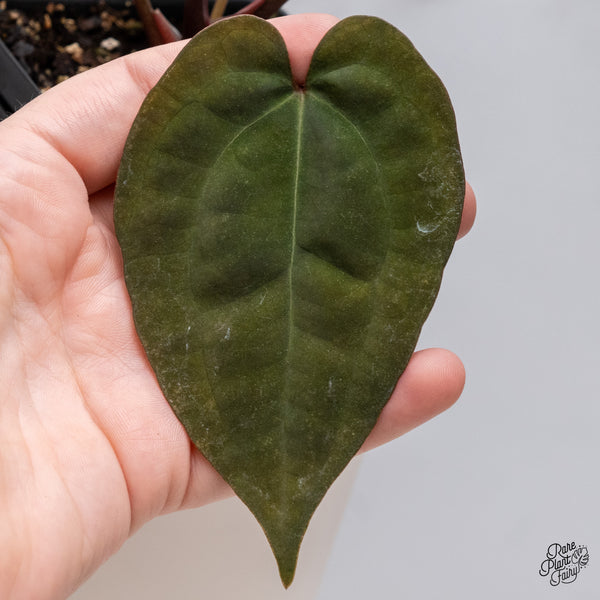 Anthurium DocBlock Lynette '18' x Dark & Handsome '9' by DocBlock® (wk35-V) *Very Dark*
