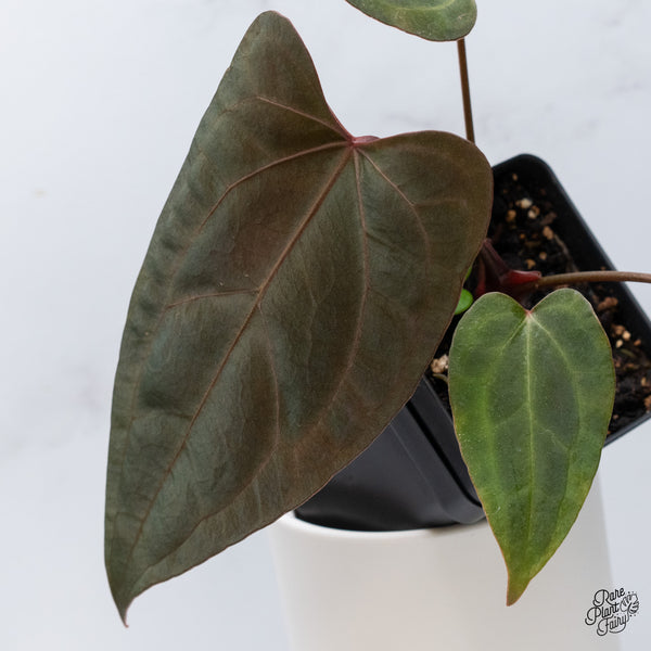 Anthurium DocBlock Lynette '18' x Dark & Handsome '9' by DocBlock® (wk36-M) *Very Dark*