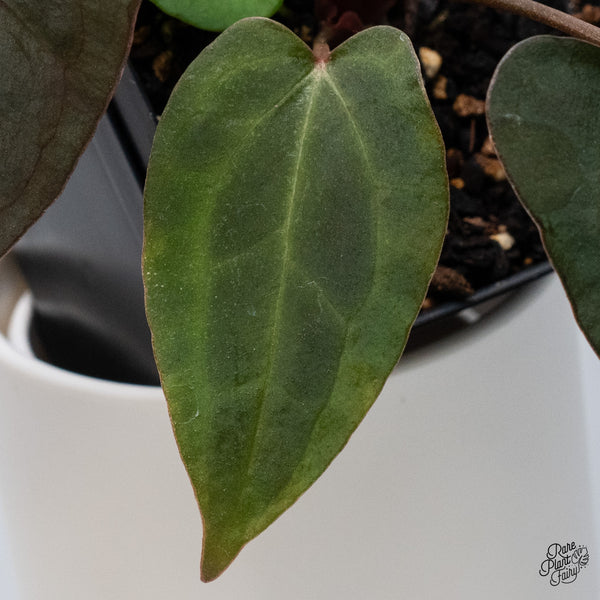 Anthurium DocBlock Lynette '18' x Dark & Handsome '9' by DocBlock® (wk36-M) *Very Dark*