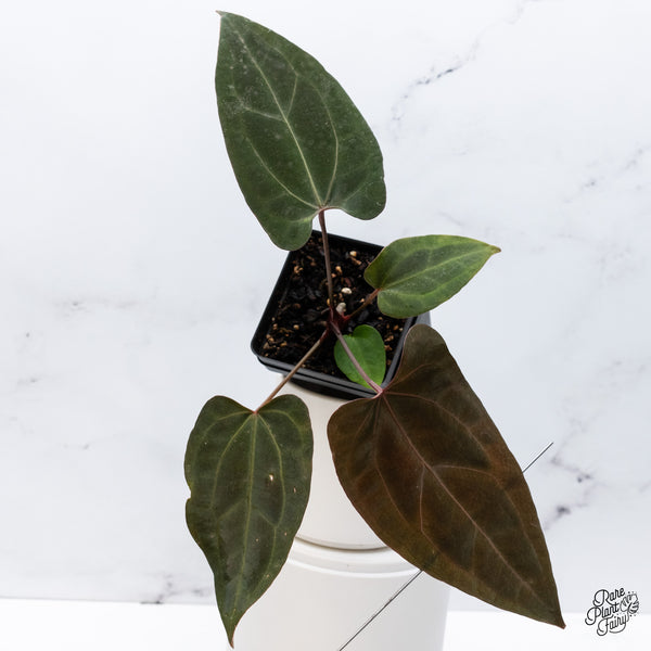 Anthurium DocBlock Lynette '18' x Dark & Handsome '9' by DocBlock® (wk36-M) *Very Dark*