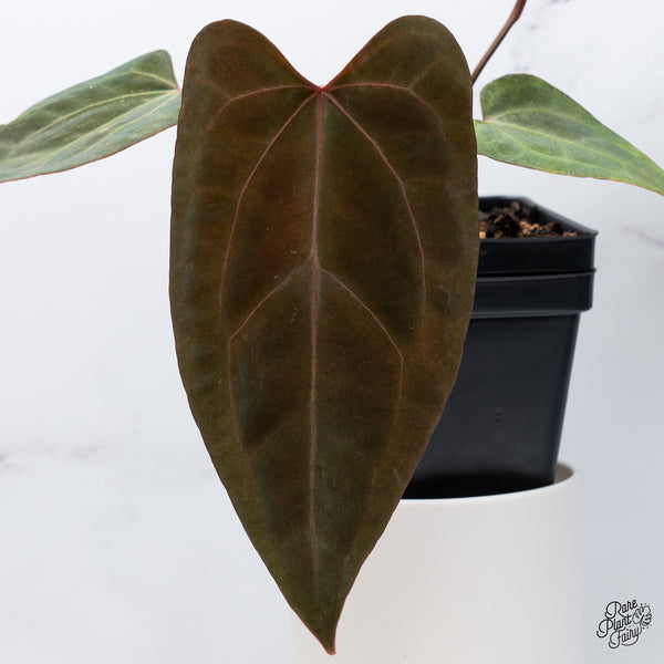 Anthurium DocBlock Lynette '18' x Dark & Handsome '9' by DocBlock® (wk36-M) *Very Dark*