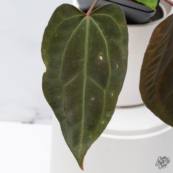 Anthurium DocBlock Lynette '18' x Dark & Handsome '9' by DocBlock® (wk36-M) *Very Dark*