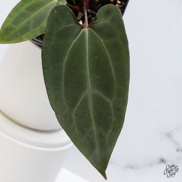 Anthurium DocBlock Lynette '18' x Dark & Handsome '9' by DocBlock® (wk36-M) *Very Dark*
