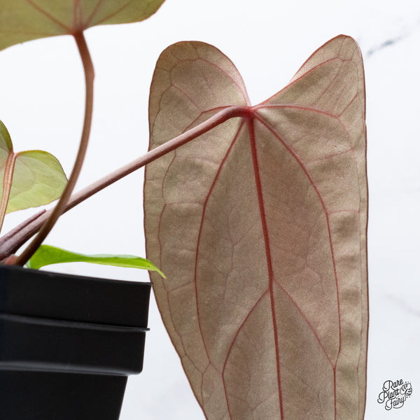 Anthurium DocBlock Lynette '18' x Dark & Handsome '9' by DocBlock® (wk36-M) *Very Dark*
