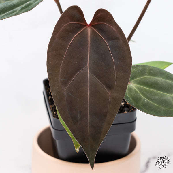 Anthurium DocBlock Lynette '18' x Dark & Handsome '9' by DocBlock® (wk37-M)