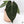 Anthurium DocBlock Lynette '18' x Dark & Handsome '9' by DocBlock® (wk37-M)