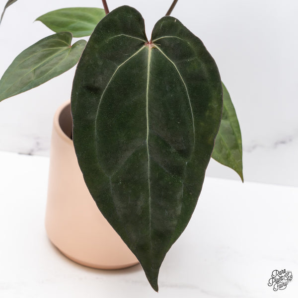 Anthurium DocBlock Lynette '18' x Dark & Handsome '9' by DocBlock® (wk37-M)