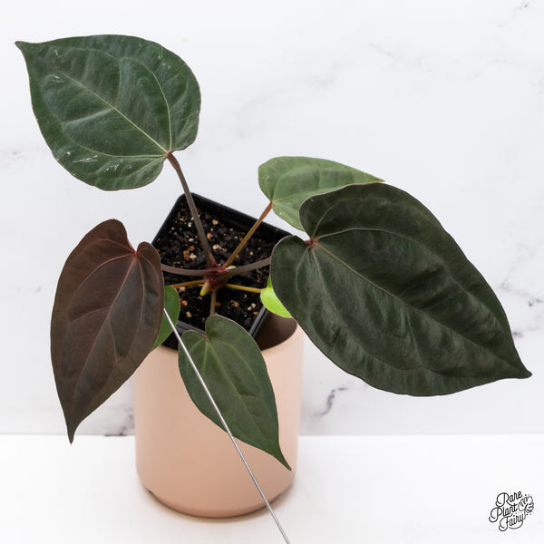 Anthurium DocBlock Lynette '18' x Dark & Handsome '9' by DocBlock® (wk37-M)