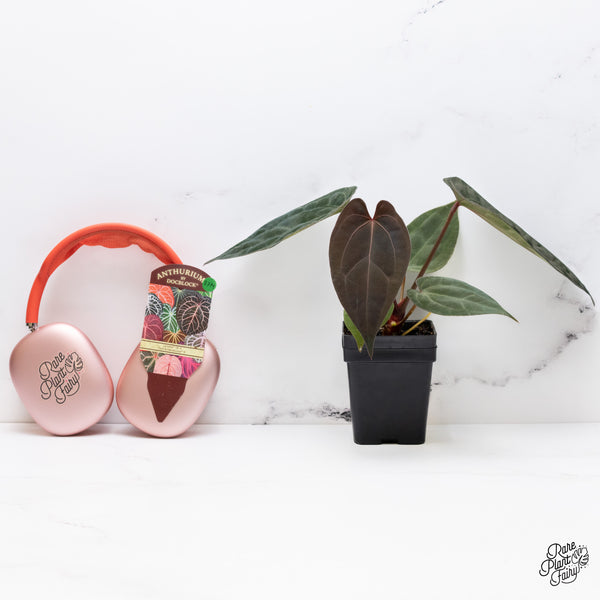 Anthurium DocBlock Lynette '18' x Dark & Handsome '9' by DocBlock® (wk37-M)