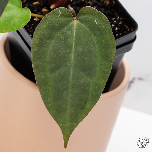 Anthurium DocBlock Lynette '18' x Dark & Handsome '9' by DocBlock® (wk37-M)