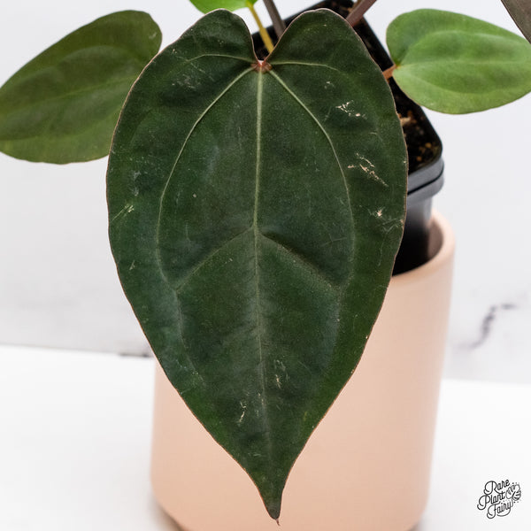 Anthurium DocBlock Lynette '18' x Dark & Handsome '9' by DocBlock® (wk37-M)