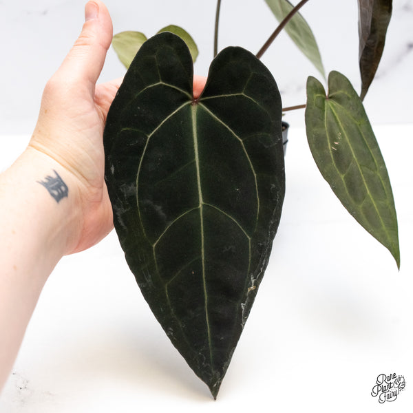 Anthurium Lynette '18' x Dark & Handsome '9' by DocBlock® (wk45-J) *Dark Emergent*