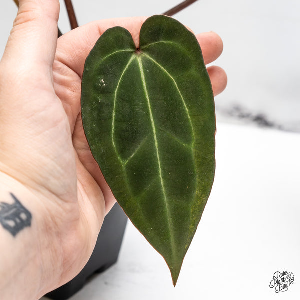 Anthurium Lynette '18' x Dark & Handsome '9' by DocBlock® (wk51-K)