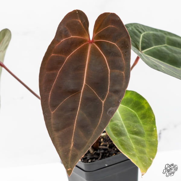 Anthurium Lynette '18' x Dark & Handsome '9' by DocBlock® (wk51-K)