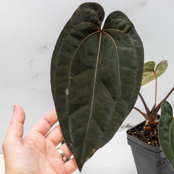 Anthurium Lynette '18' x Dark & Handsome '9' by DocBlock® (wk52-M)