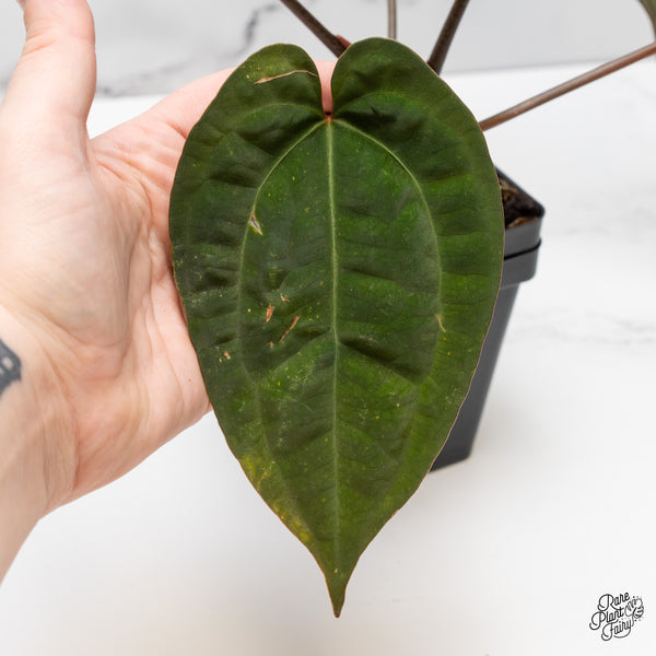 Anthurium Lynette '18' x Dark & Handsome '9' by DocBlock® (wk52-M)