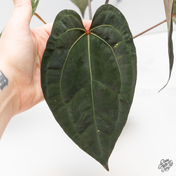 Anthurium Lynette '18' x Dark & Handsome '9' by DocBlock® (wk52-M)