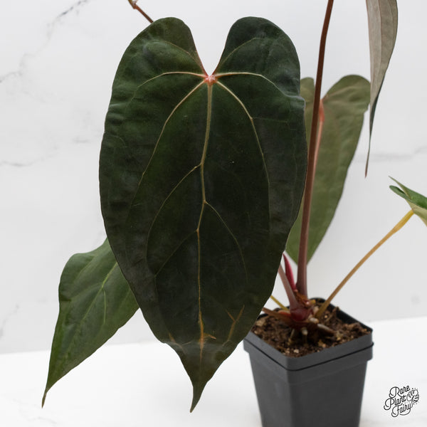 Anthurium Lynette '18' x Dark & Handsome '9' by DocBlock® (wk1-C)