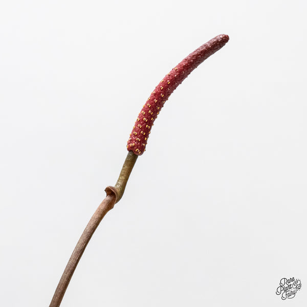 Anthurium Lynette '18' x Dark & Handsome '9' by DocBlock® (wk1-C)