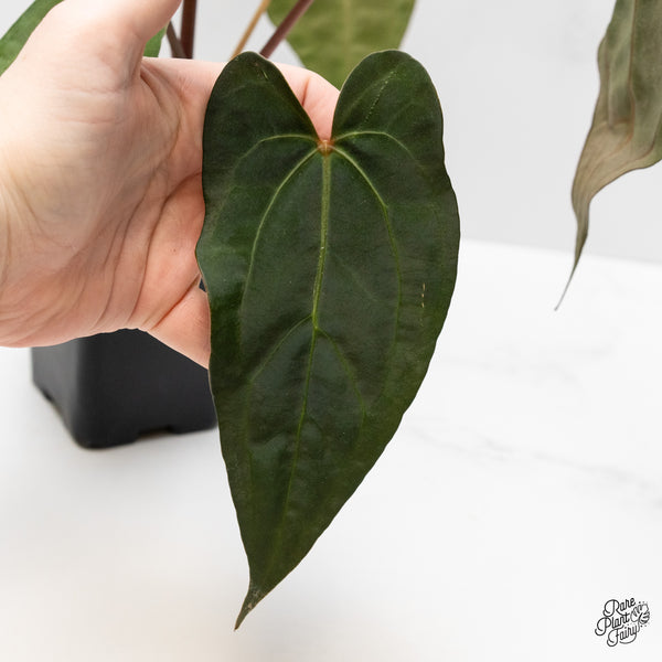 Anthurium Lynette '18' x Dark & Handsome '9' by DocBlock® (wk1-C)