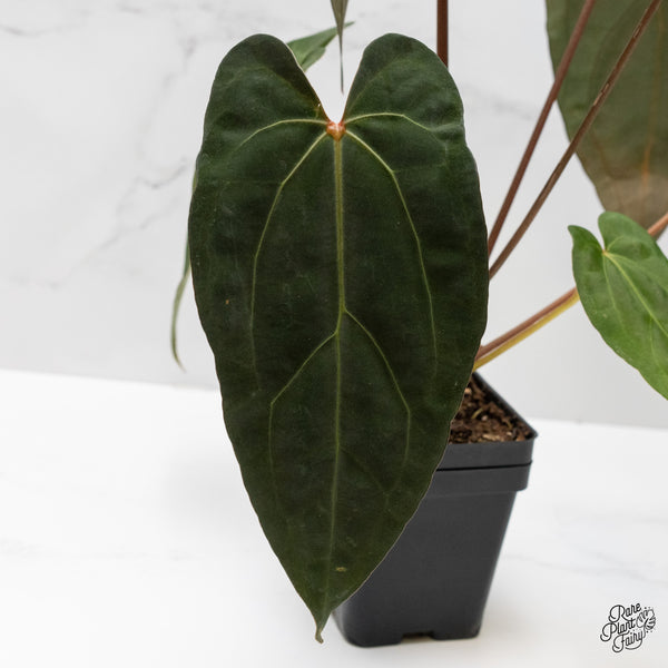 Anthurium Lynette '18' x Dark & Handsome '9' by DocBlock® (wk1-C)