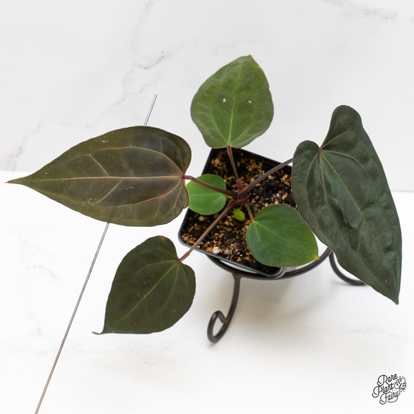 Anthurium Lynette '18' x Dark & Handsome '9' by DocBlock® (wk5-P)