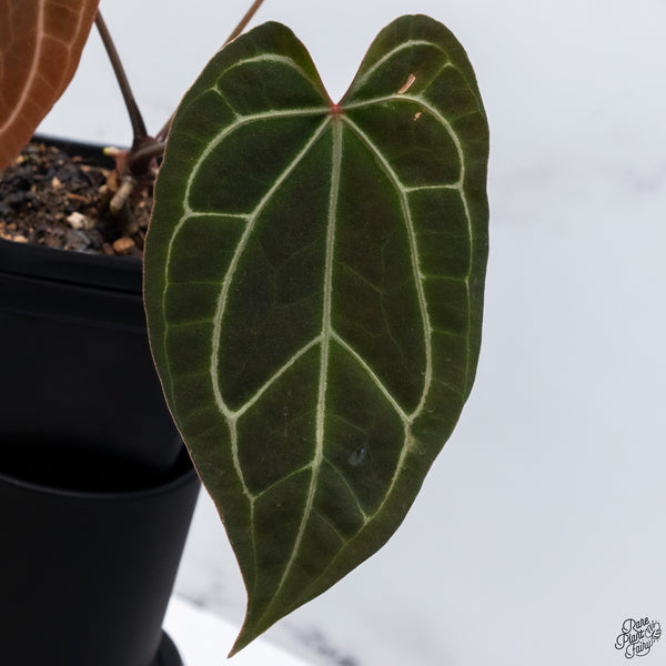 Anthurium Magnificent Dark '49' x Zara '29' by DocBlock® *Very Dark* (wk32-C)