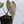Anthurium Magnificent Dark '49' x Zara '29' by DocBlock® *Very Dark* (wk32-C)
