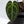 Anthurium Magnificent Dark '49' x Zara '29' by DocBlock® *Very Dark* (wk32-C)