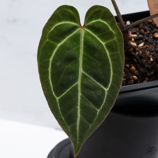 Anthurium Magnificent Dark '49' x Zara '29' by DocBlock® *Very Dark* (wk32-C)