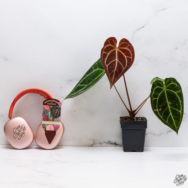 Anthurium Magnificent Dark '49' x Zara '29' by DocBlock® (wk33-R)