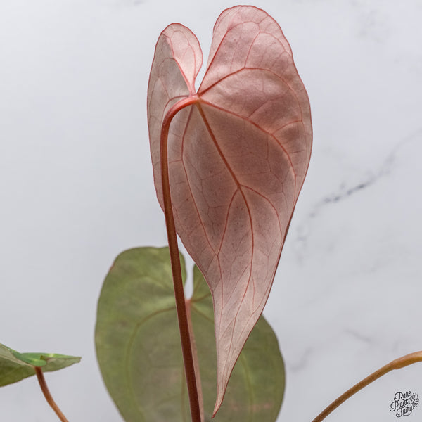 Anthurium Magnificent Dark '49' x Zara '29' by DocBlock® (wk33-R)