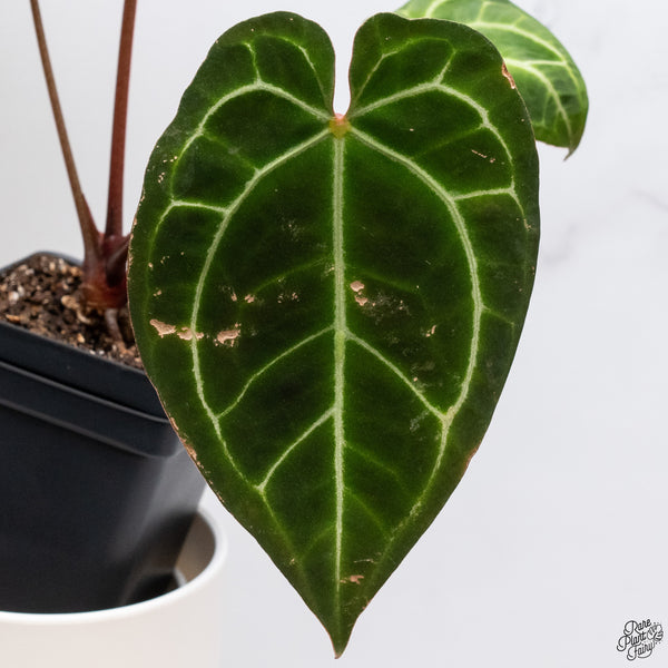 Anthurium Magnificent Dark '49' x Zara '29' by DocBlock® (wk33-R)