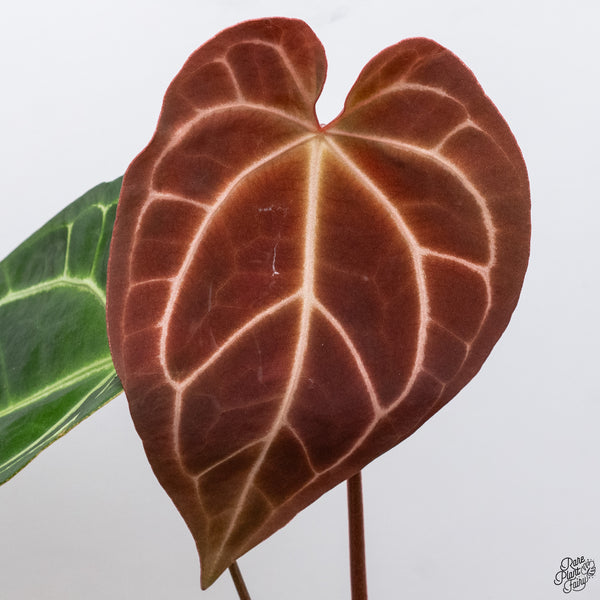 Anthurium Magnificent Dark '49' x Zara '29' by DocBlock® (wk33-R)