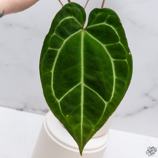 Anthurium Magnificent Dark '49' x Zara '29' by DocBlock® (wk33-R)