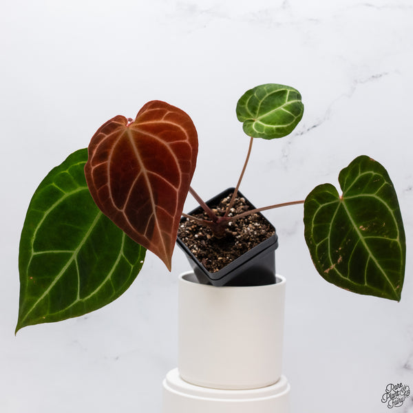 Anthurium Magnificent Dark '49' x Zara '29' by DocBlock® (wk33-R)