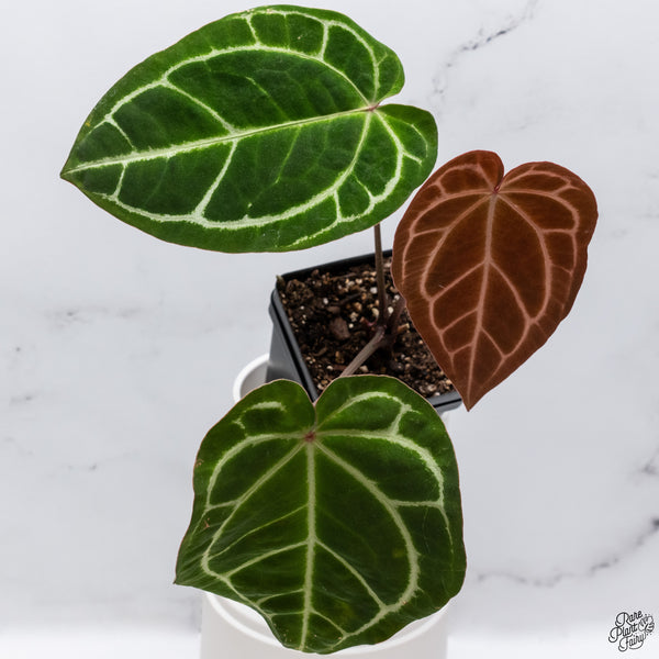 Anthurium Magnificent Dark '49' x Zara '29' by DocBlock® (wk33-S)