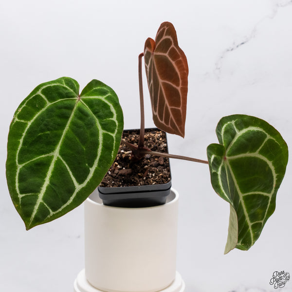 Anthurium Magnificent Dark '49' x Zara '29' by DocBlock® (wk33-S)