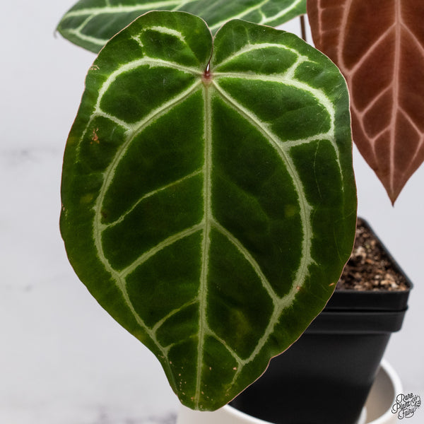 Anthurium Magnificent Dark '49' x Zara '29' by DocBlock® (wk33-S)