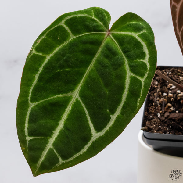 Anthurium Magnificent Dark '49' x Zara '29' by DocBlock® (wk33-S)