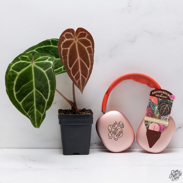 Anthurium Magnificent Dark '49' x Zara '29' by DocBlock® (wk33-S)