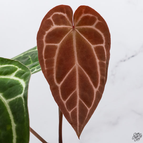Anthurium Magnificent Dark '49' x Zara '29' by DocBlock® (wk33-S)