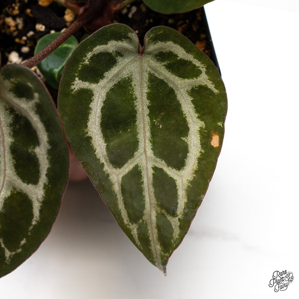 Anthurium Michelle Hot Pink '23' x Zara '14' by DocBlock® (wk45-N)